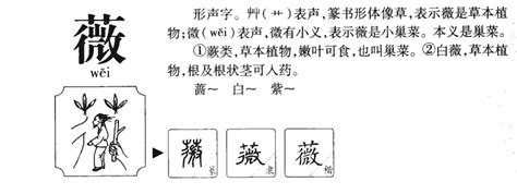 薇 五行|薇的意思